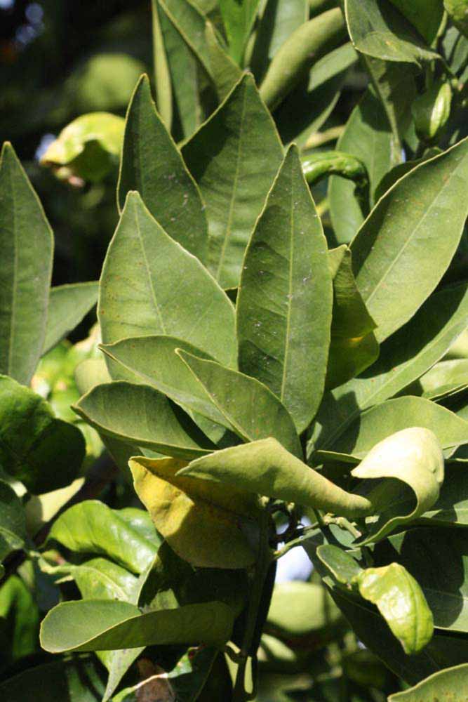            Sun leaves (Riverside, CA)   